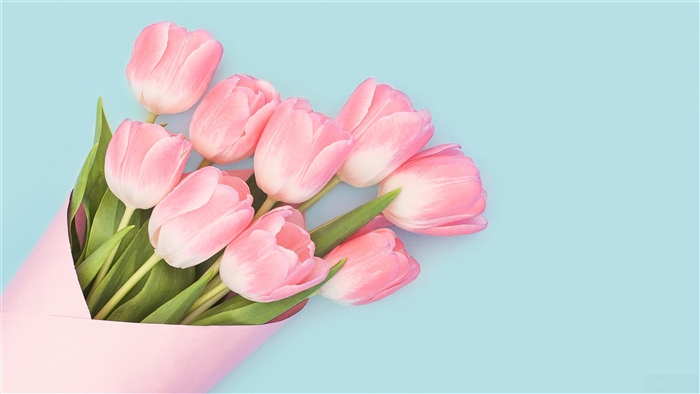 Baby Pink Tulips