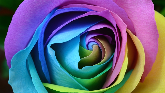 Colorful Rose