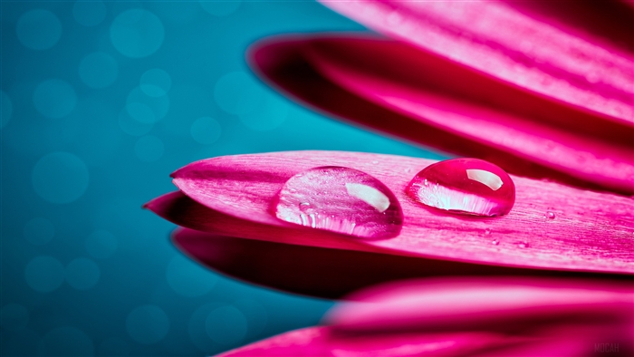 Pink Gerbera Flower with Water Droplets 4K