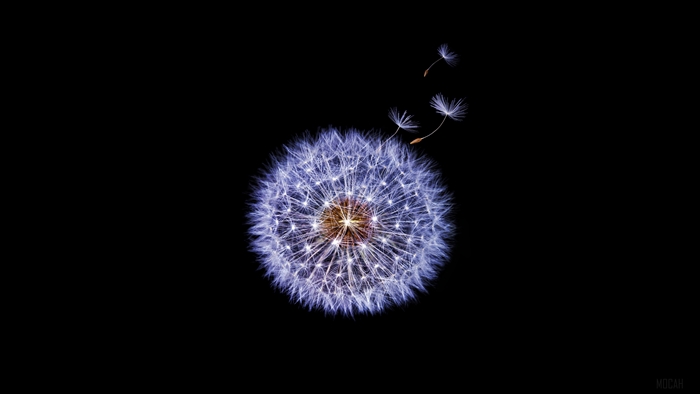 Dandelion flower Samsung Galaxy S9 Stock