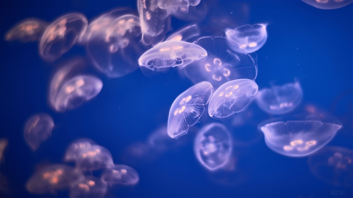 Underwater Jellyfish 4K