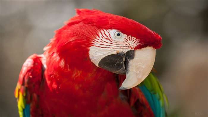 Red and Green Macaw Parrot 4K