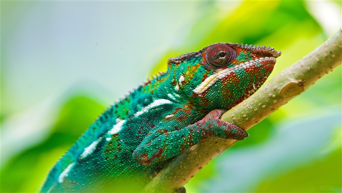 Colorful Chameleon on a Branch 4K