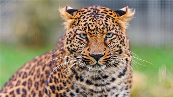 Young Leopard