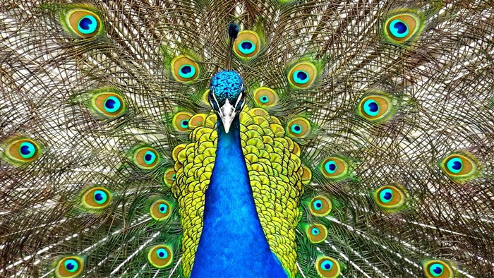Peacock displaying its tail feathers 4K
