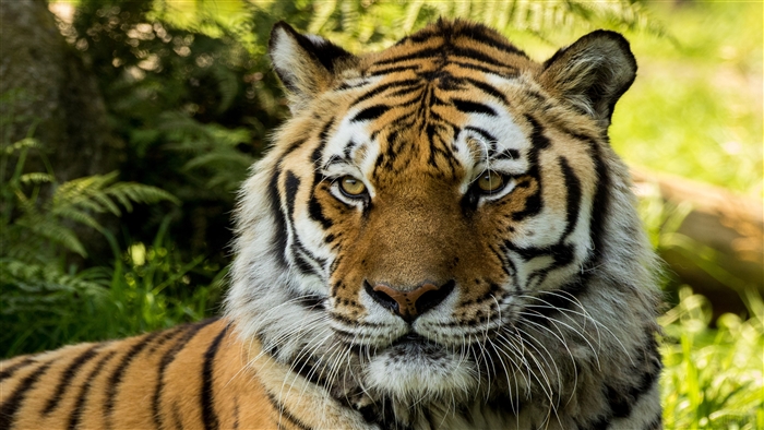 Siberian Tiger at Dartmoor Zoo 4K