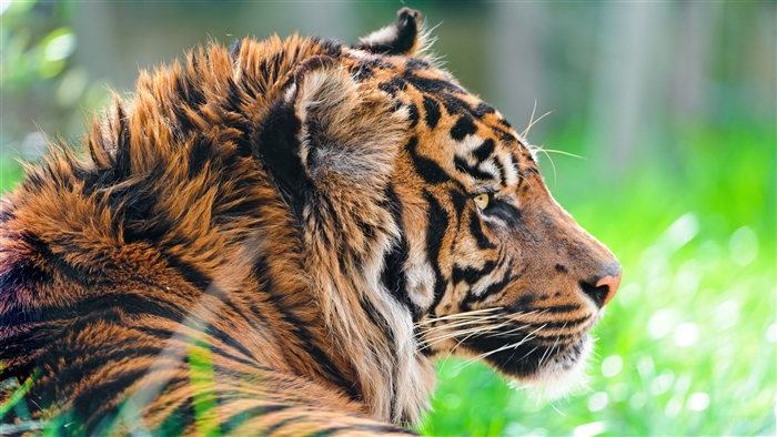Sumatran Tiger