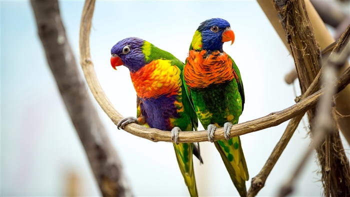 Two Rainbow Lorikeets on a Branch 4K