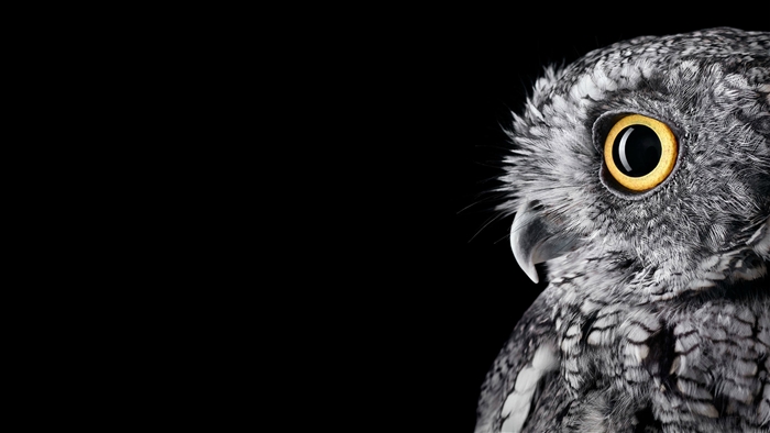 Close-up of an Owl's Eye 4K
