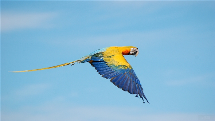 Blue-and-yellow Macaw in Flight 4K
