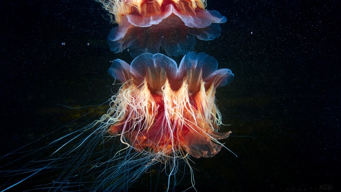 Lion's Mane Jellyfish 4K