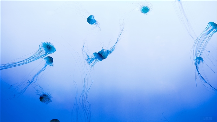 Jellyfishes
