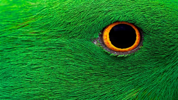 Close-up of a green bird's eye