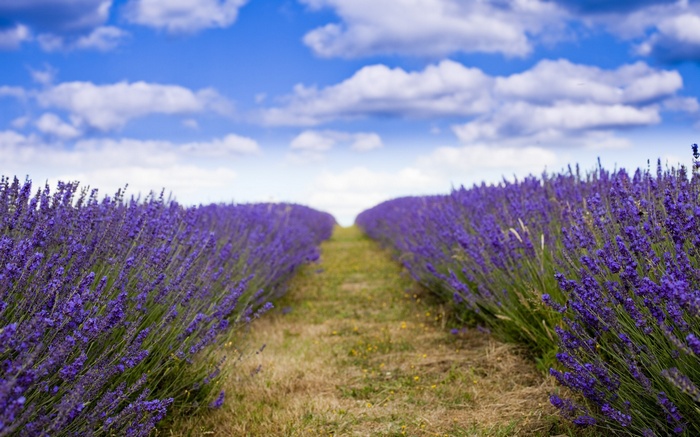 Lavender field under a blue sky with clouds