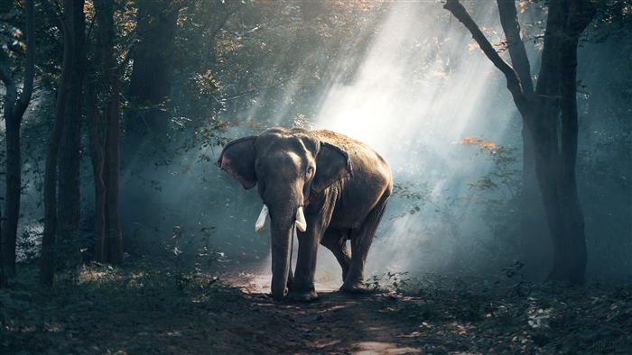 Elephant in a misty forest 4K