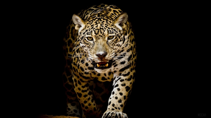 Jaguar walking forward with mouth open