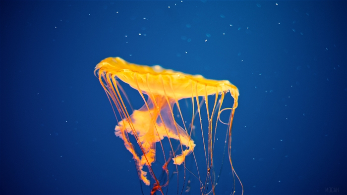 Orange Jellyfish at National Aquarium 4K