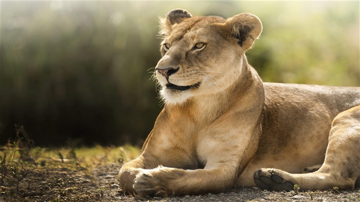 African Lioness