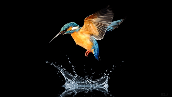 Vibrant Blue Tailed Hummingbird in Mid-Flight 4K