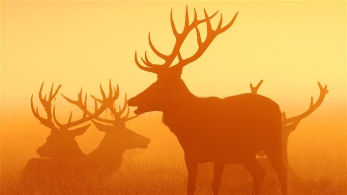 Silhouettes of deer with large antlers in golden light