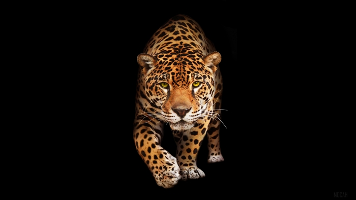 Jaguar walking forward on black background 4K