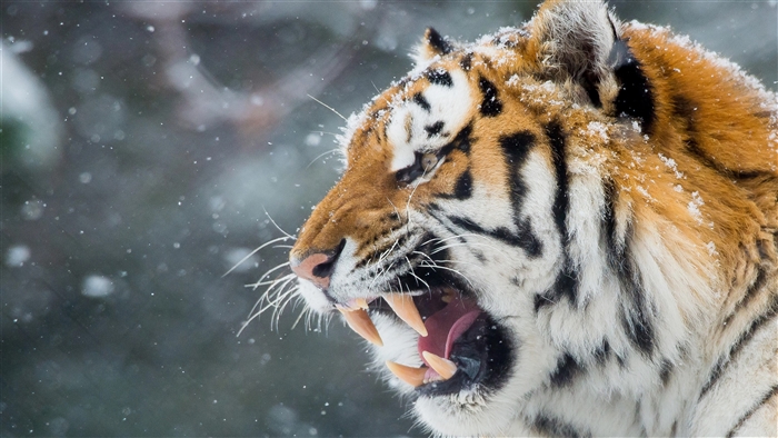 Tiger roaring in the snow