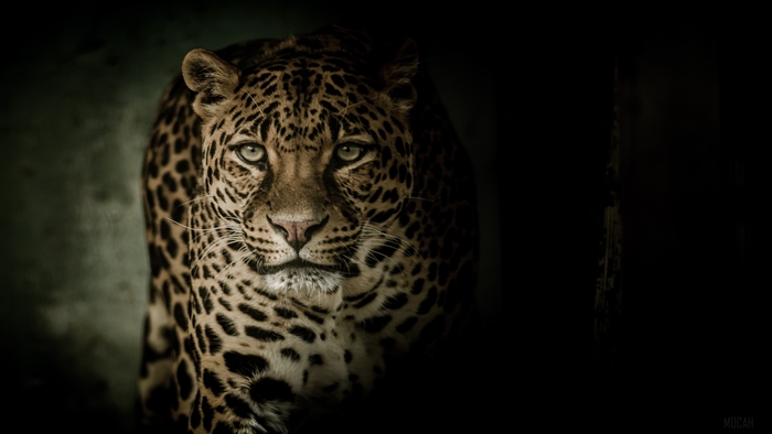 Leopard