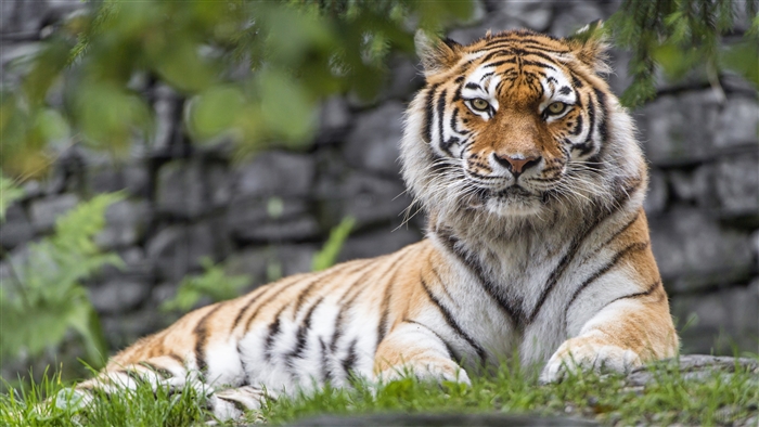 Tiger in a zoo 4K