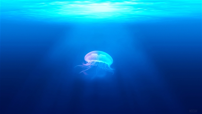 Jellyfish Underwater