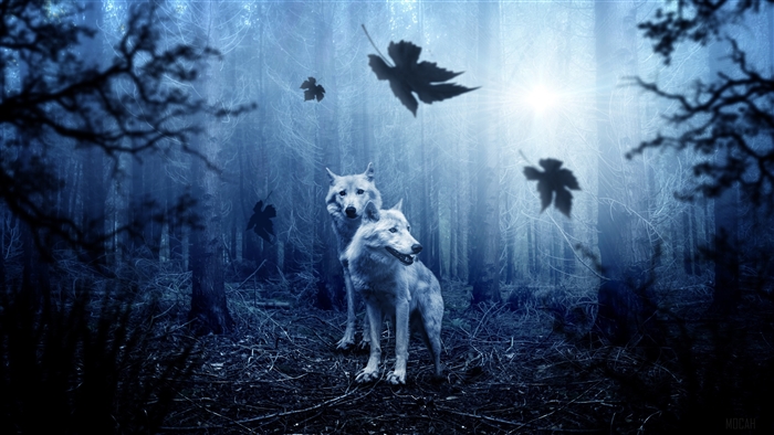 Two Wolves in a Dark Forest 4K