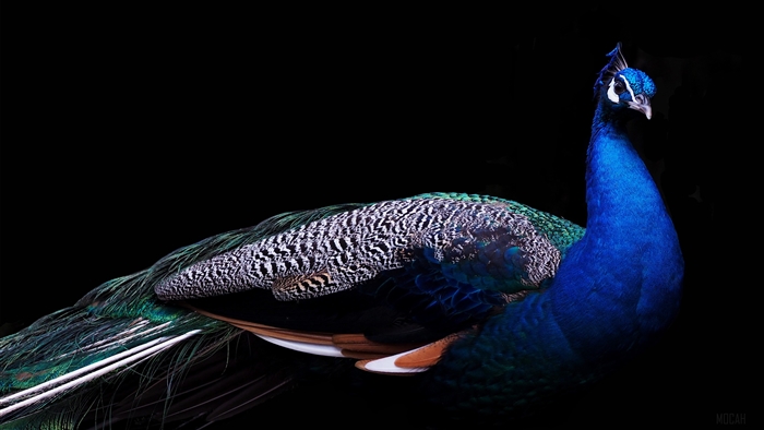 Beautiful Peacock