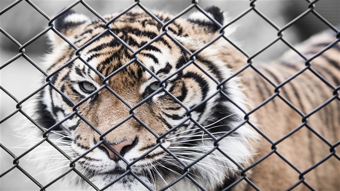 Tiger behind a fence in a zoo