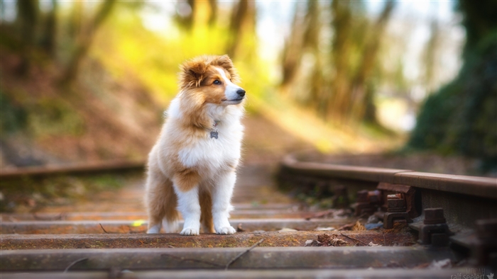 Shetland Sheepdog puppy on train tracks