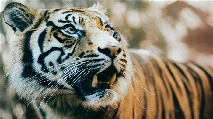 Close-up of a Tiger's Face in 4K