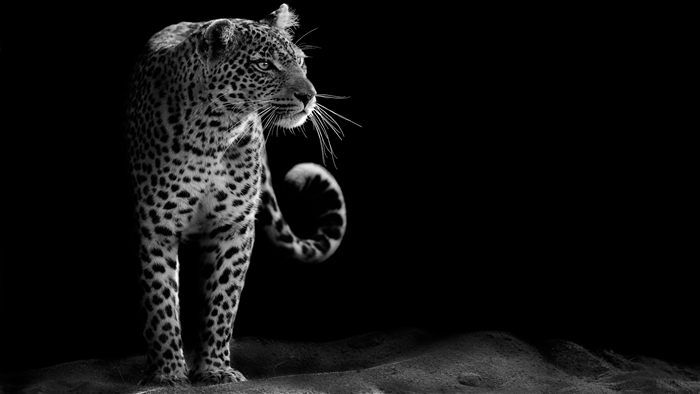 Leopard in black and white 4K
