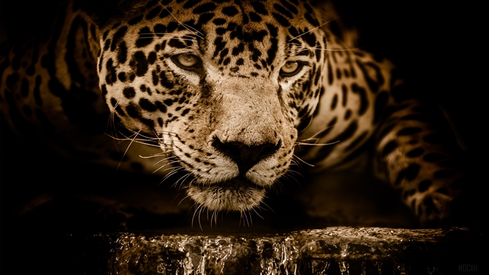 Amazing Jaguar