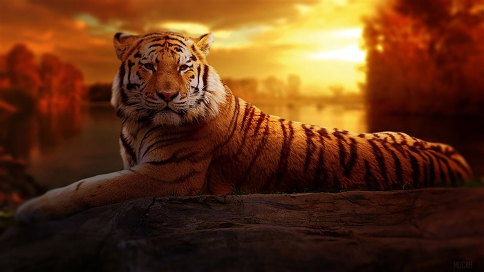 Tiger resting on a rock at sunset 4K