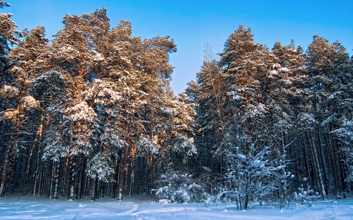 Snow-covered pine forest under a clear blue sky