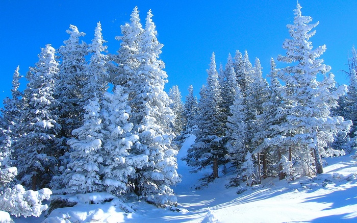 Snow-covered pine trees under a clear blue sky