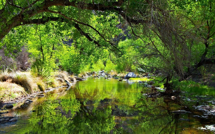 A tranquil stream flows through a sun-dappled forest.