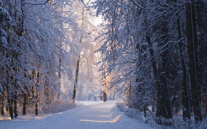 Snowy forest path with sunlight filtering through trees