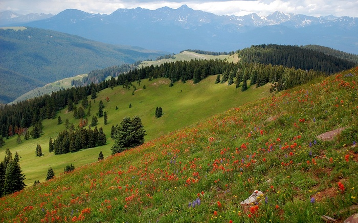 Mountain meadow with wildflowers and pine trees