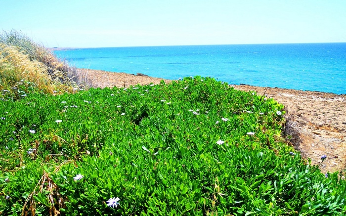 Green coastal plants with white flowers and blue ocean