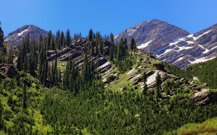 Mountain range with pine trees and snow