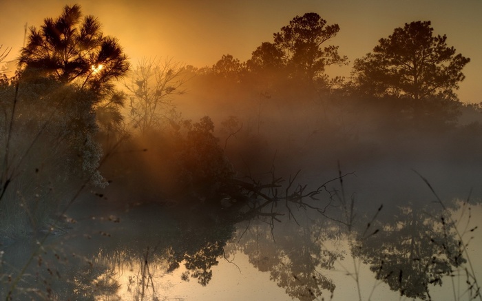 Misty sunrise over a lake with trees