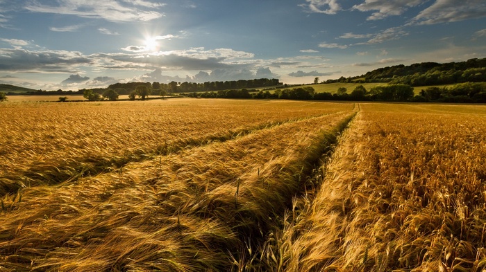 Golden wheat field under a sunny sky