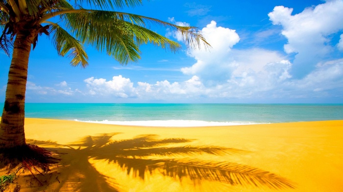 Palm tree on a tropical beach with turquoise ocean