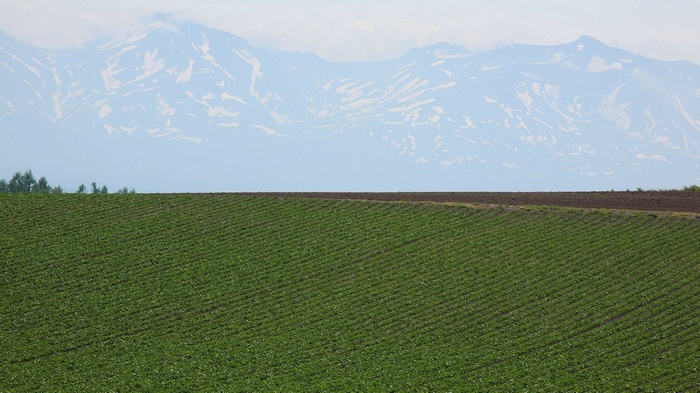 Green Field and Snow-Capped Mountains