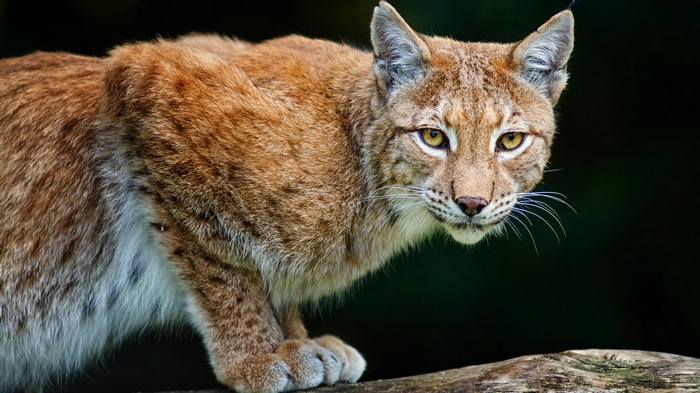 Lynx resting on a tree branch