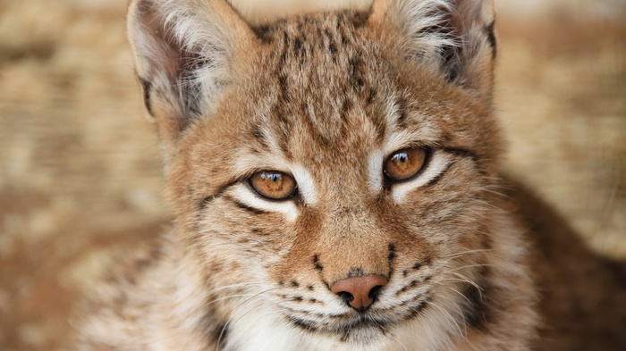 Close-up of a lynx cub's face